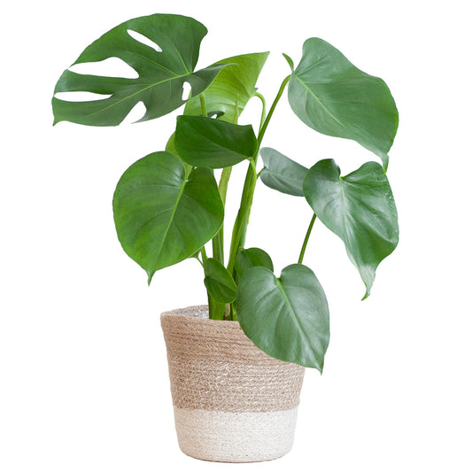 Monstera Deliciosa mit Lissabon Korb weiß- 50cm - Ø17