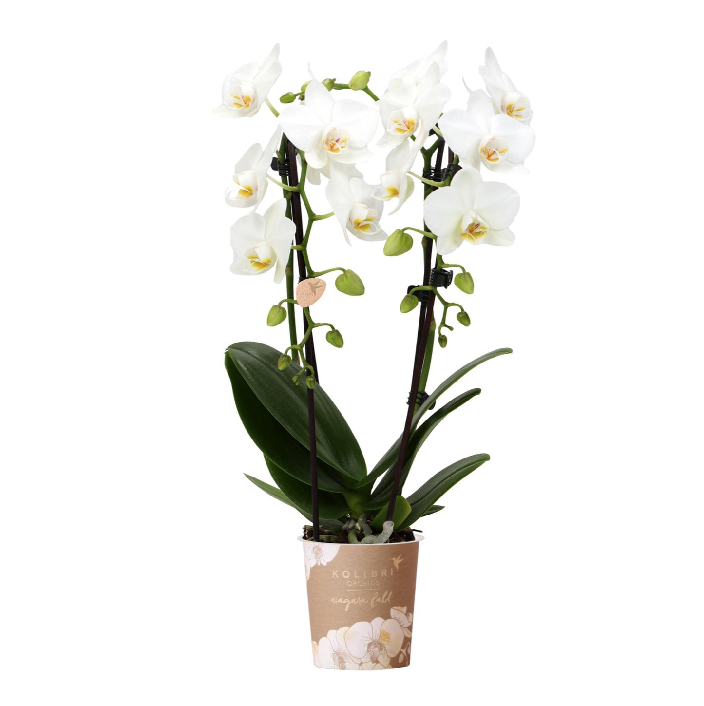 Kolibri Orchids | weiße Phalaenopsis-Orchidee - Niagara Fall - Topfgröße Ø9cm | blühende Zimmerpflanze - frisch vom Züchter