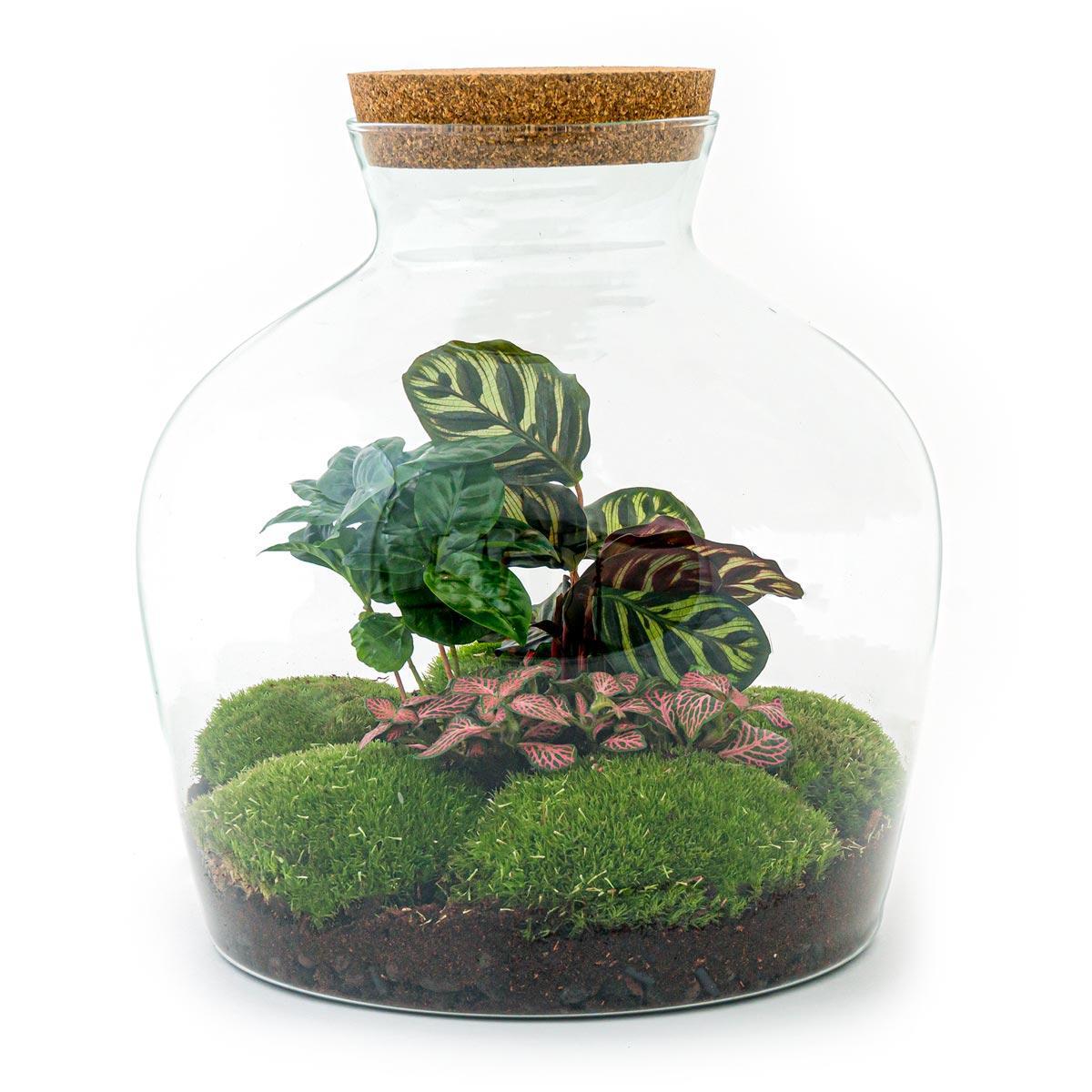 Terrarium - Fat Joe Coffea - ↕ 30 cm