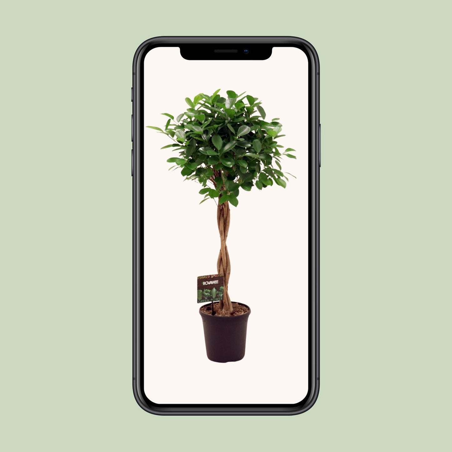 Ficus Micr. Moclame - Ø23cm - ↕110cm