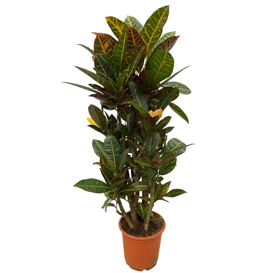 Codiaeum (Croton) Petra Vertakt - 100 cm - Ø21 cm | Farbintensive Zimmerpflanze für einen Hauch Exotik