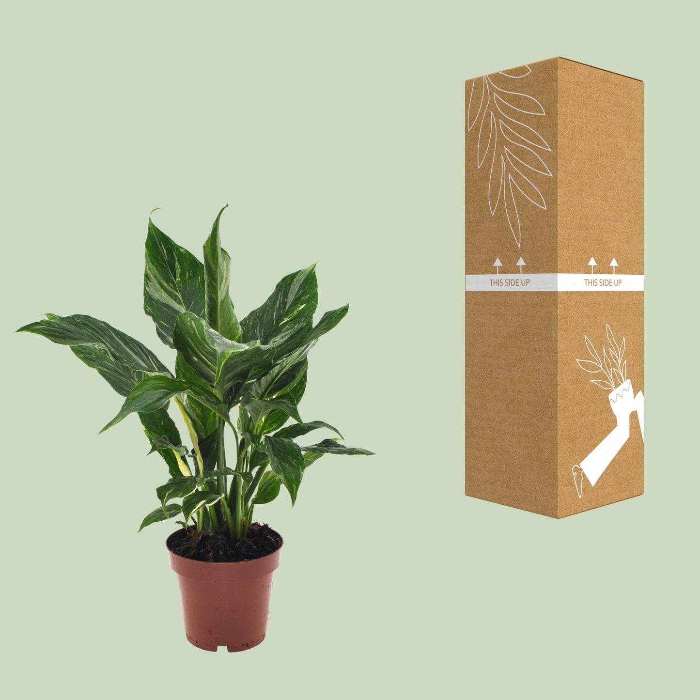 Spathiphyllum Diamond - Ø12cm - ↕40cm | Kompakte Friedenslilie für frische Raumluft