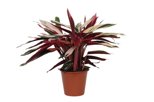 Calathea Triostar (Stromanthe) - 80 cm - Ø19cm