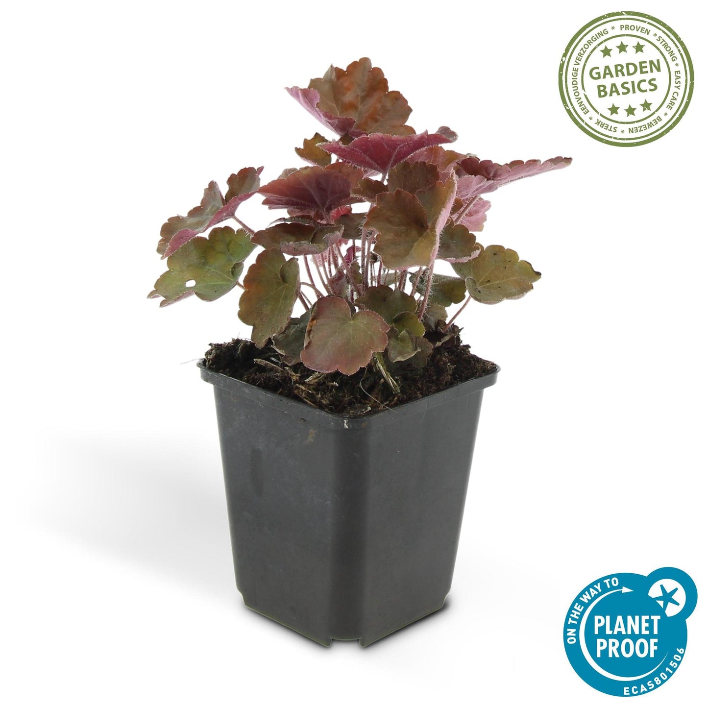 Heuchera 'Palace Purple' - ↕25cm - Ø9cm  - 12x