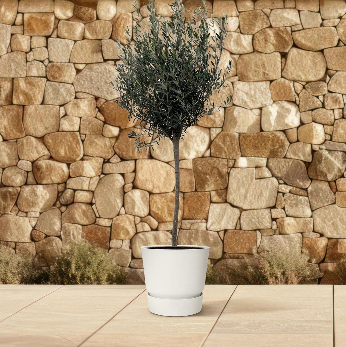 Olea europaea am Stiel – Olivenbaum im eleganten Stieltopf (45 Liter)