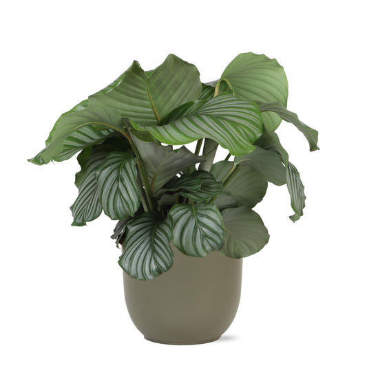 Calathea Orbifolia Ø21 cm - ↕70 cm in Boule OLIJF Pot | Exotische Zimmerpflanze mit Stilvollem Pflanzgefäß