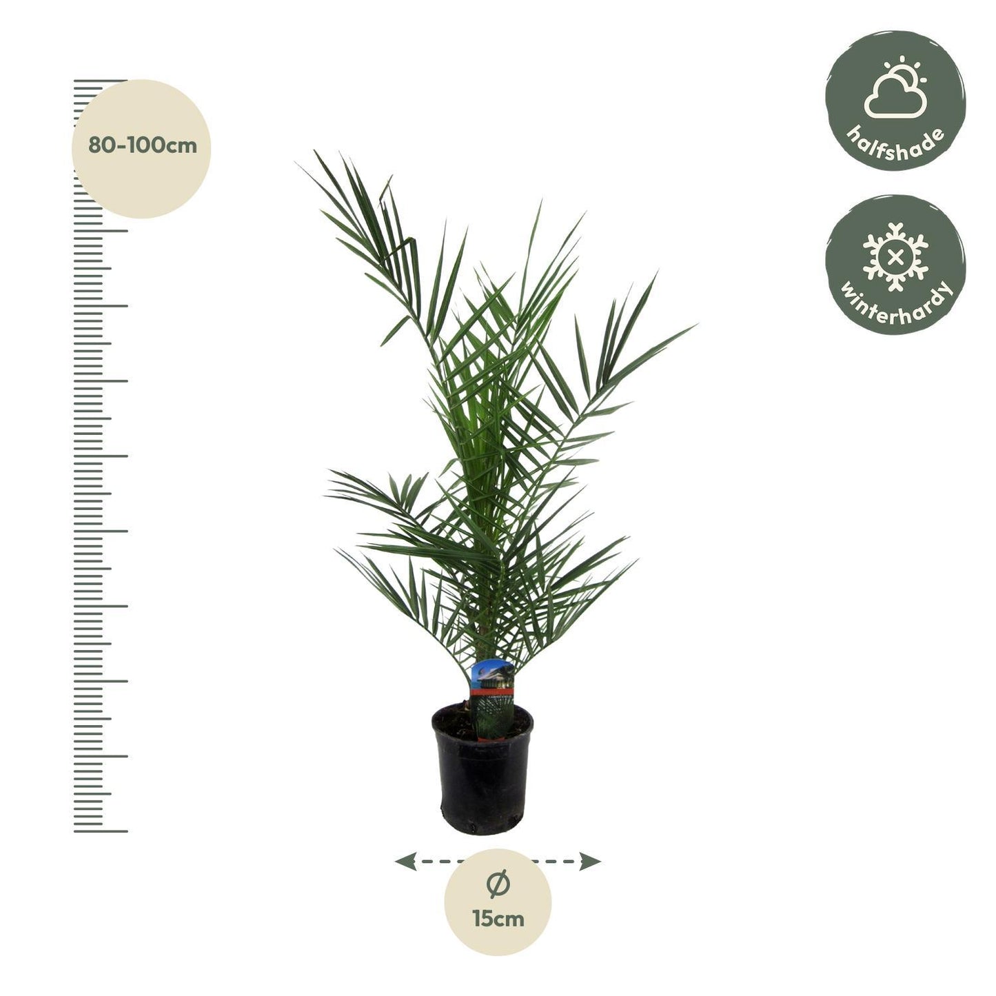 Phoenix Canariensis - 80 cm - Ø15cm