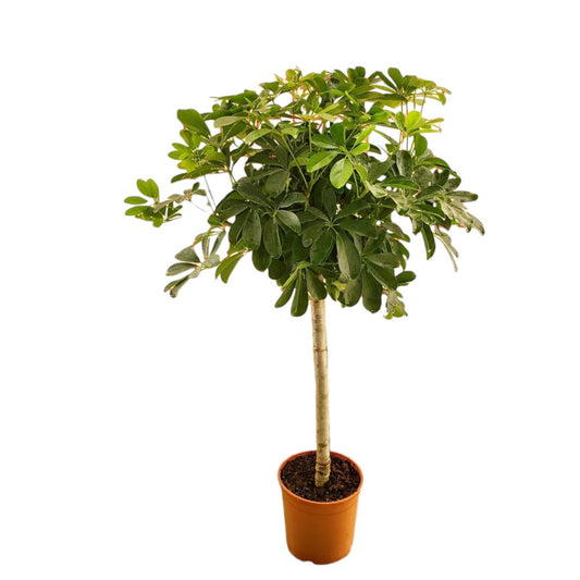 Schefflera am Stiel - 130 cm - ø23