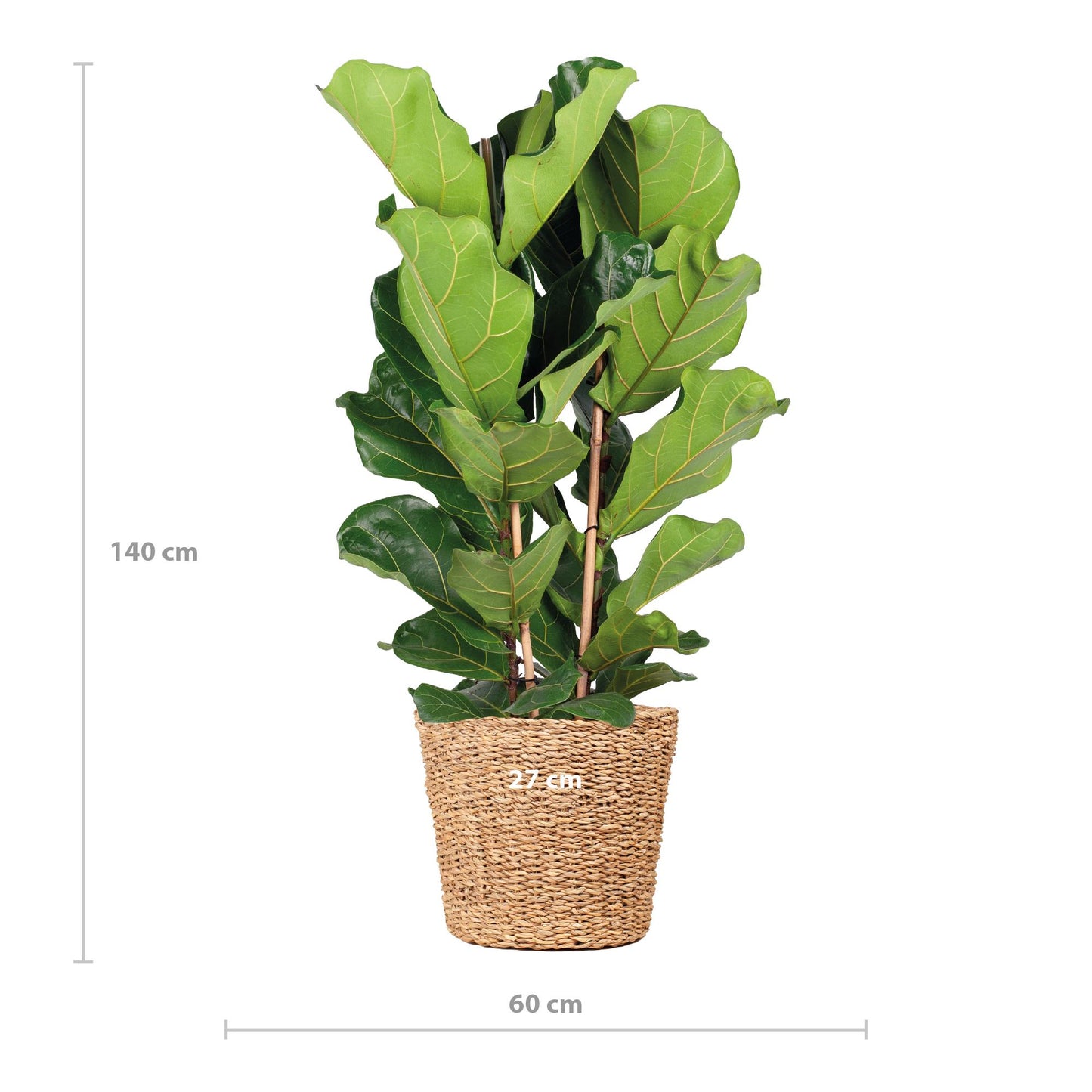 Ficus Lyrata XL mit Korb Torun - 140cm - Ø27