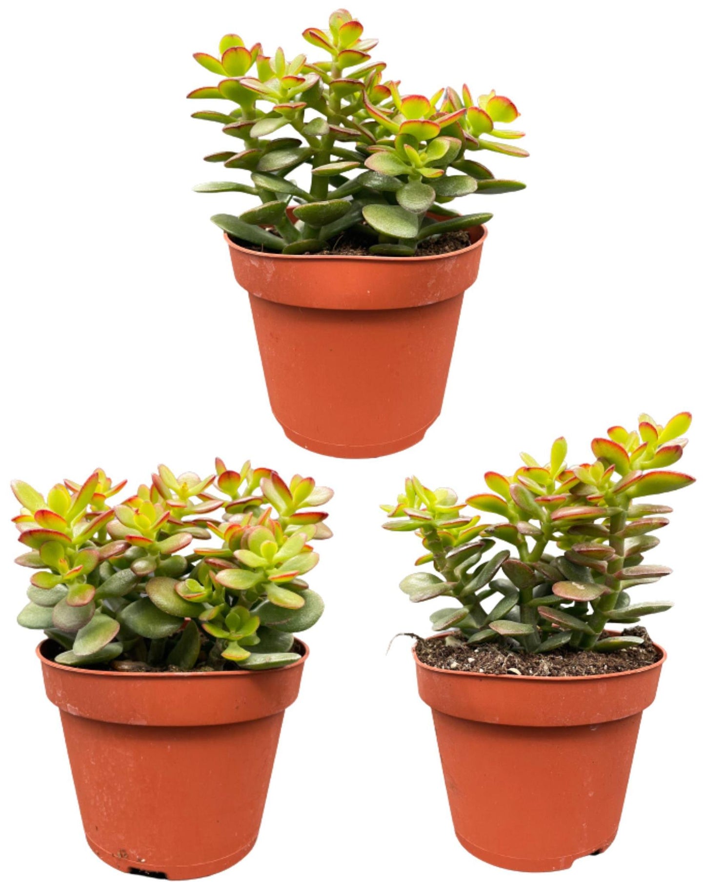 Sukkulenten - Crassula Minor - 12cmØ- 15-20cm Hoch - (3 Stück )