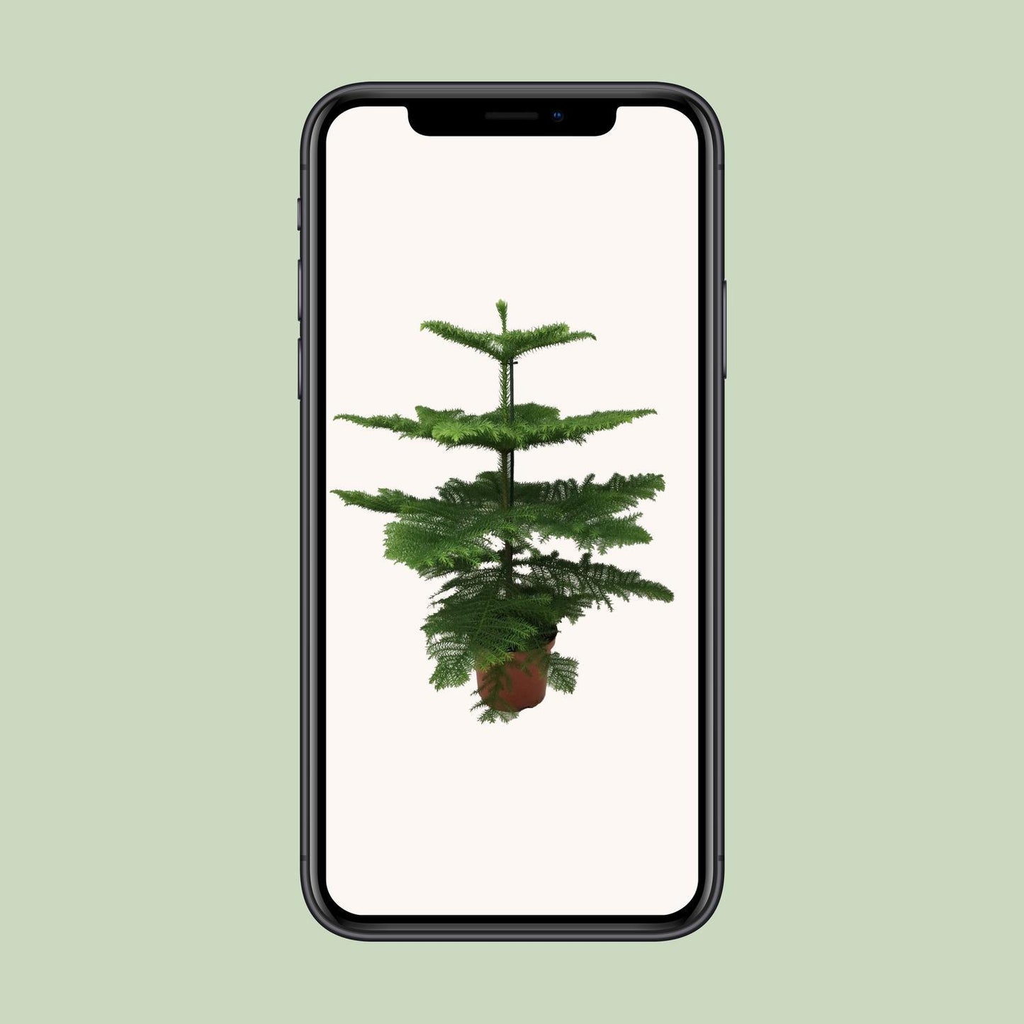 Araucaria Heterophylla - Ø21 - ↨70cm