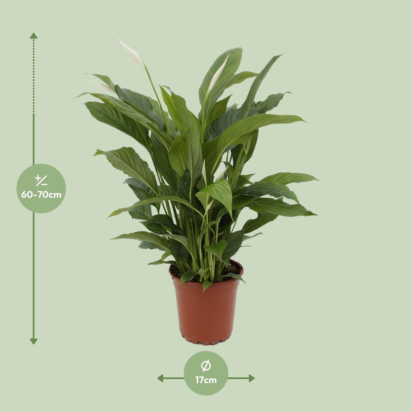 Spathiphyllum Torelli P17 - Ø17cm - ↕65cm | Elegante Friedenslilie mit luftreinigender Wirkung