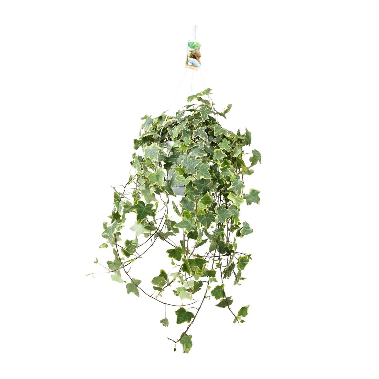 Hedera Helix Gold Child - Hang/XXL - Ø24cm - ↕cm