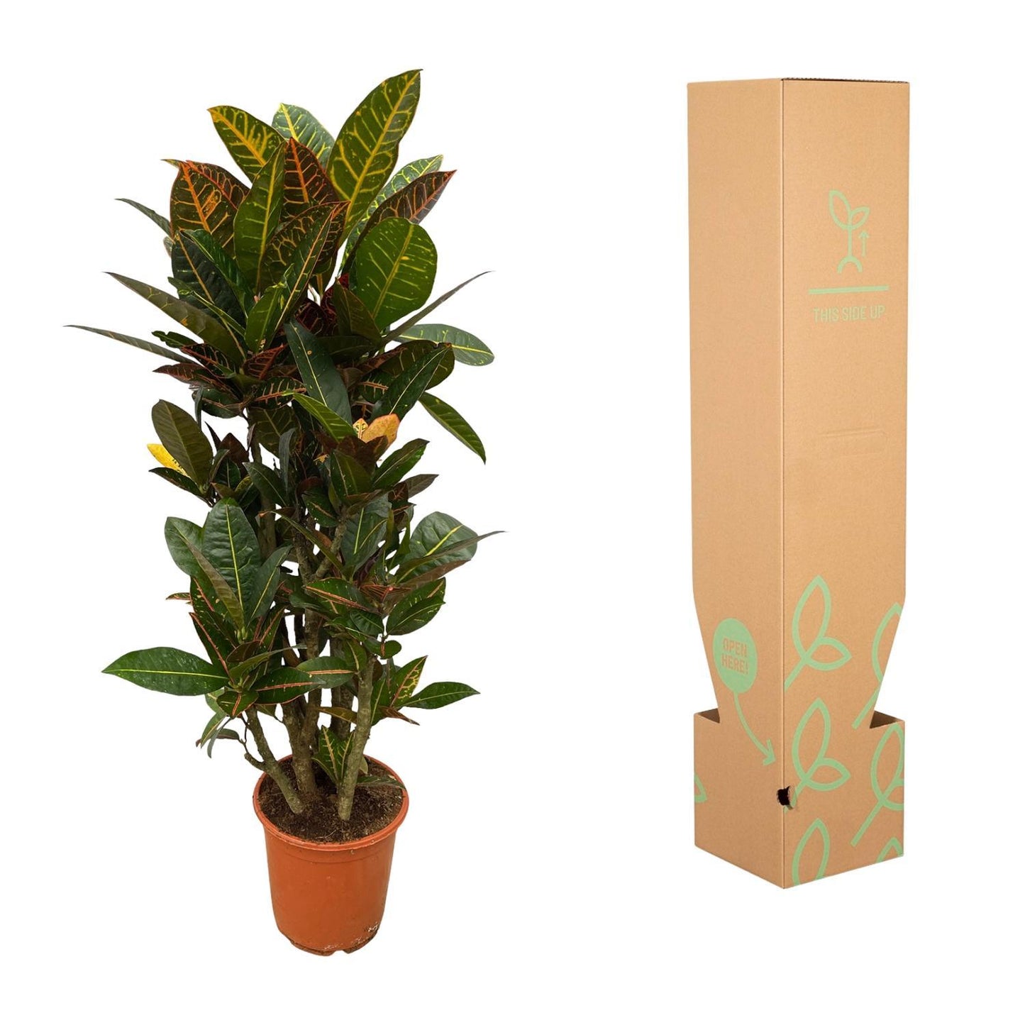 Codiaeum (Croton) Petra Vertakt - 100 cm - Ø21 cm | Farbintensive Zimmerpflanze für einen Hauch Exotik