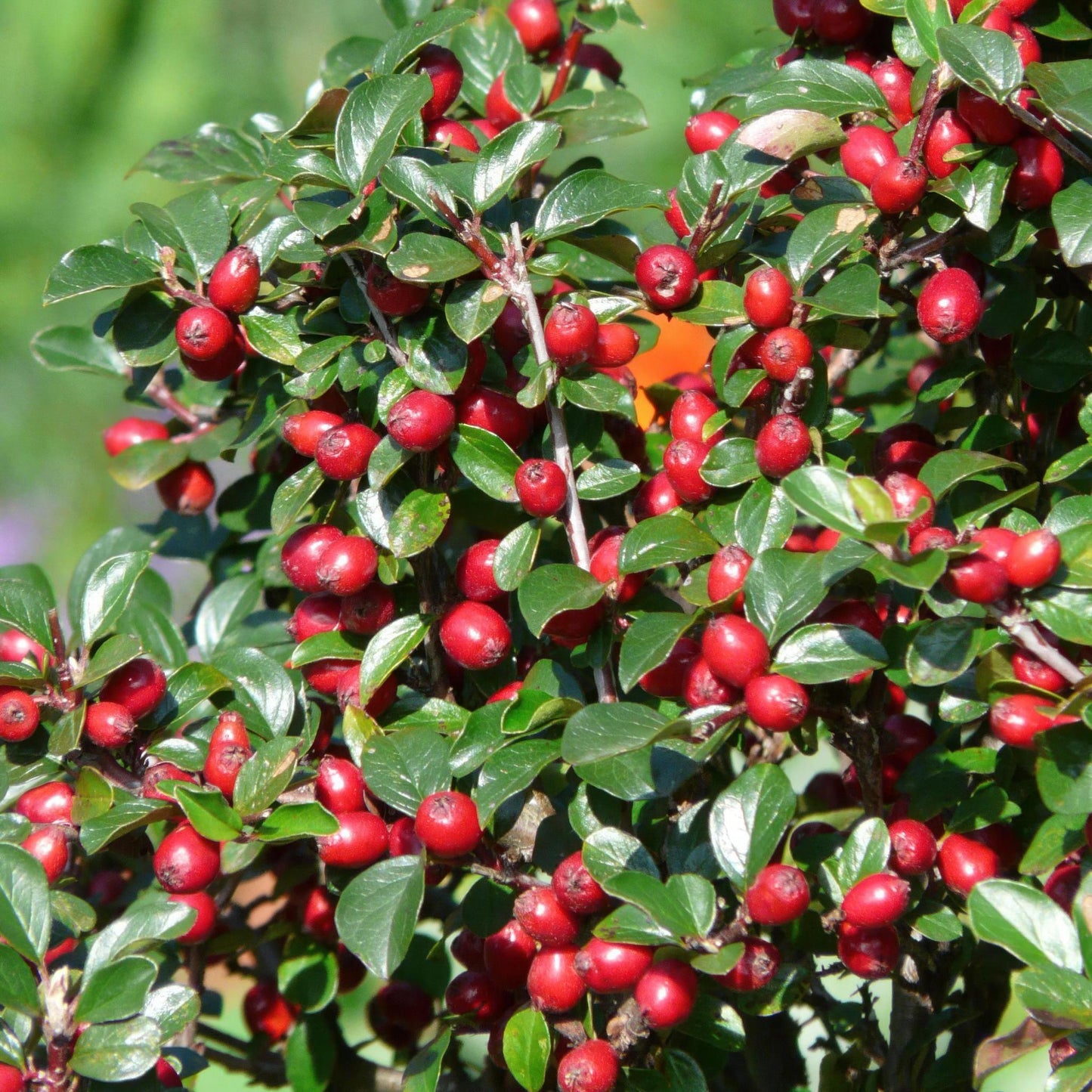 Cotoneaster dam. 'Major' - ↕25cm - Ø9cm  - 12x