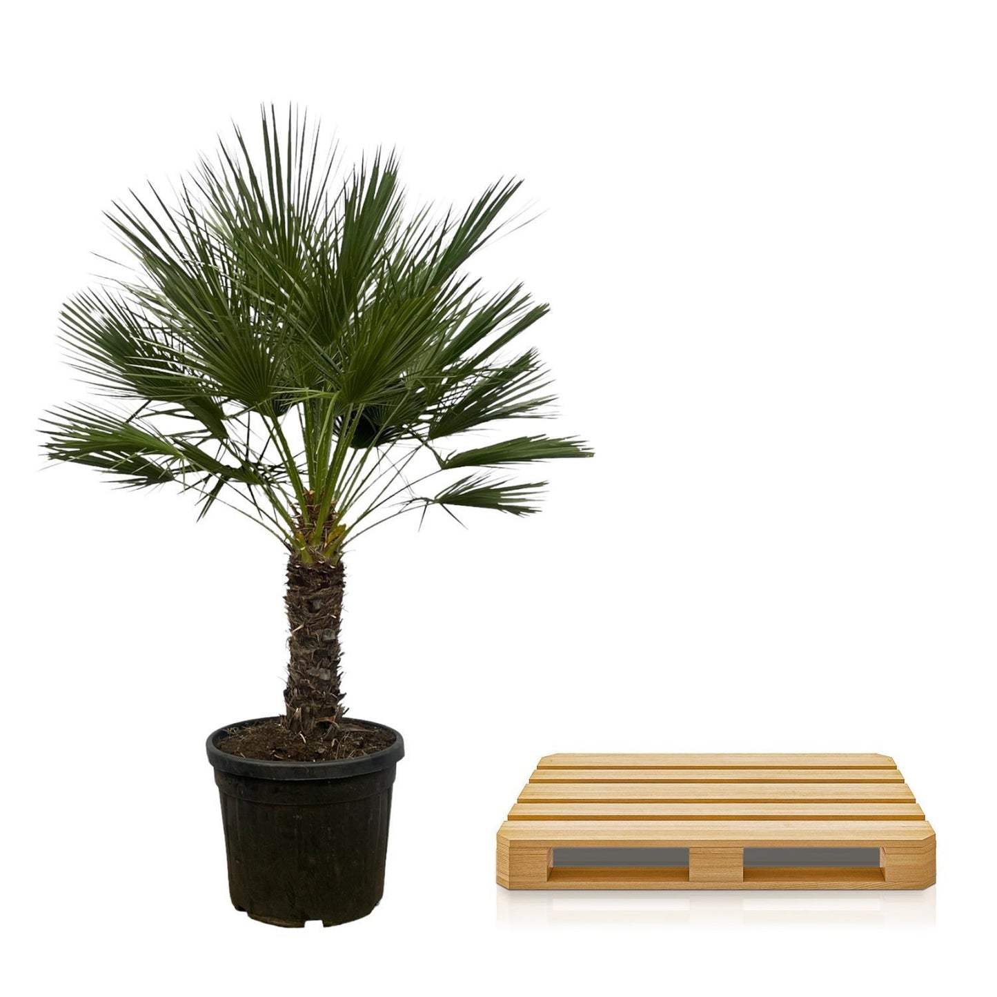 Chamaerops Humilis - 180 cm - Ø45cm