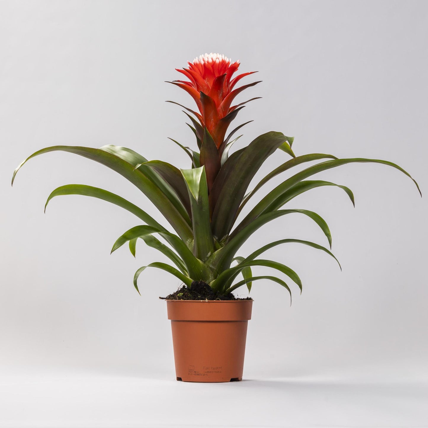 Guzmania Hope - Ø12 cm - ↕40 cm