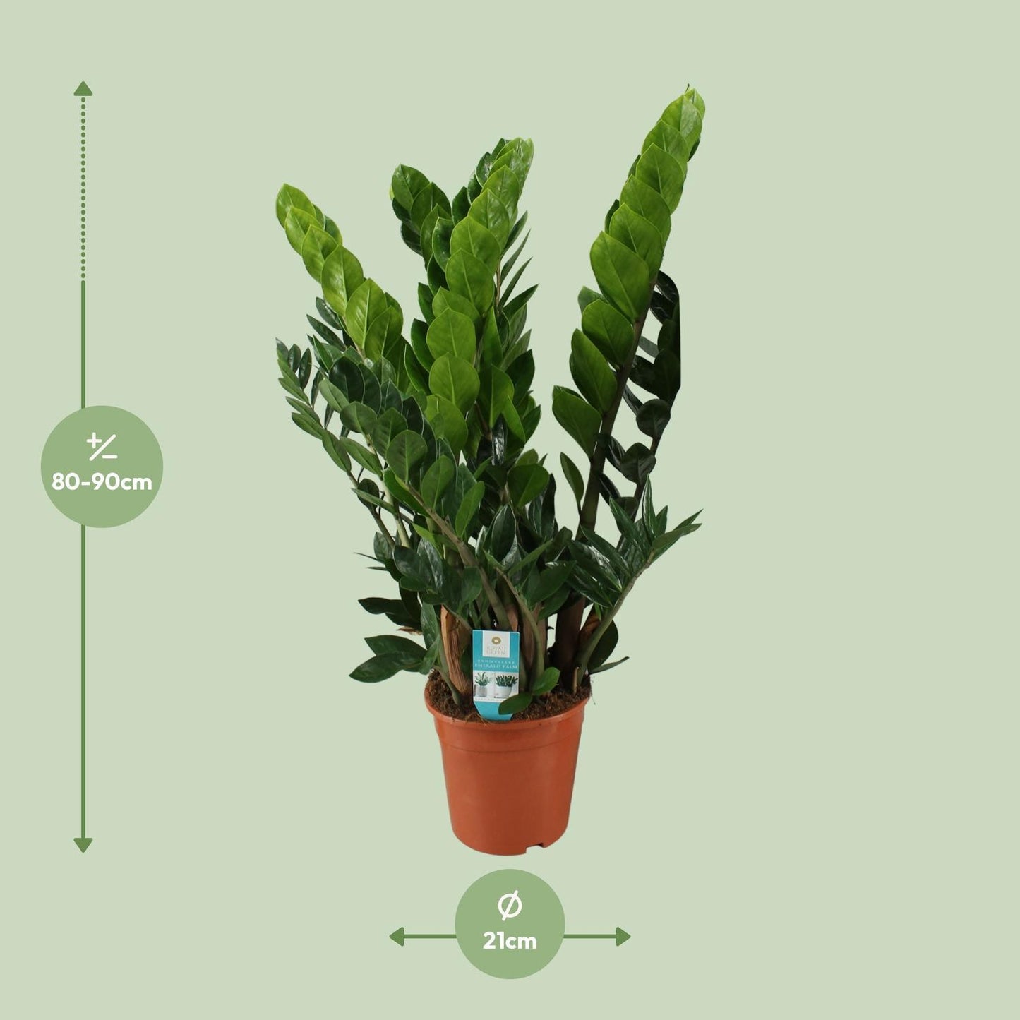 Zamioculcas Zamiifolia - Ø21cm - ↕80cm