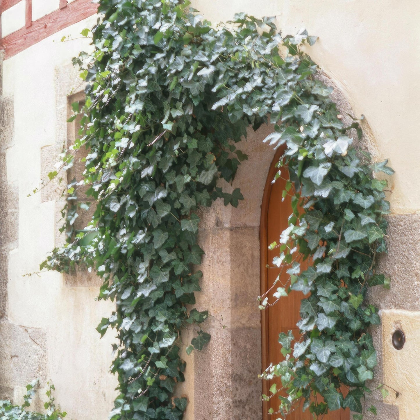 Hedera helix 'Glacier' - Efeu mit silbrig-grünen Blättern - 6er & 12er Set