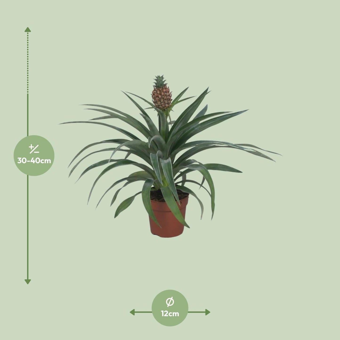 Ananas Mi Amigo - Ø12cm - ↕40cm