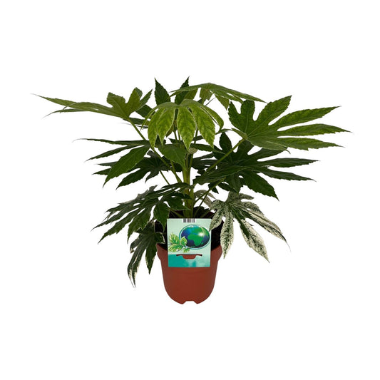 Fatsia Japonica Variegata - Ø19cm - ↕60cm