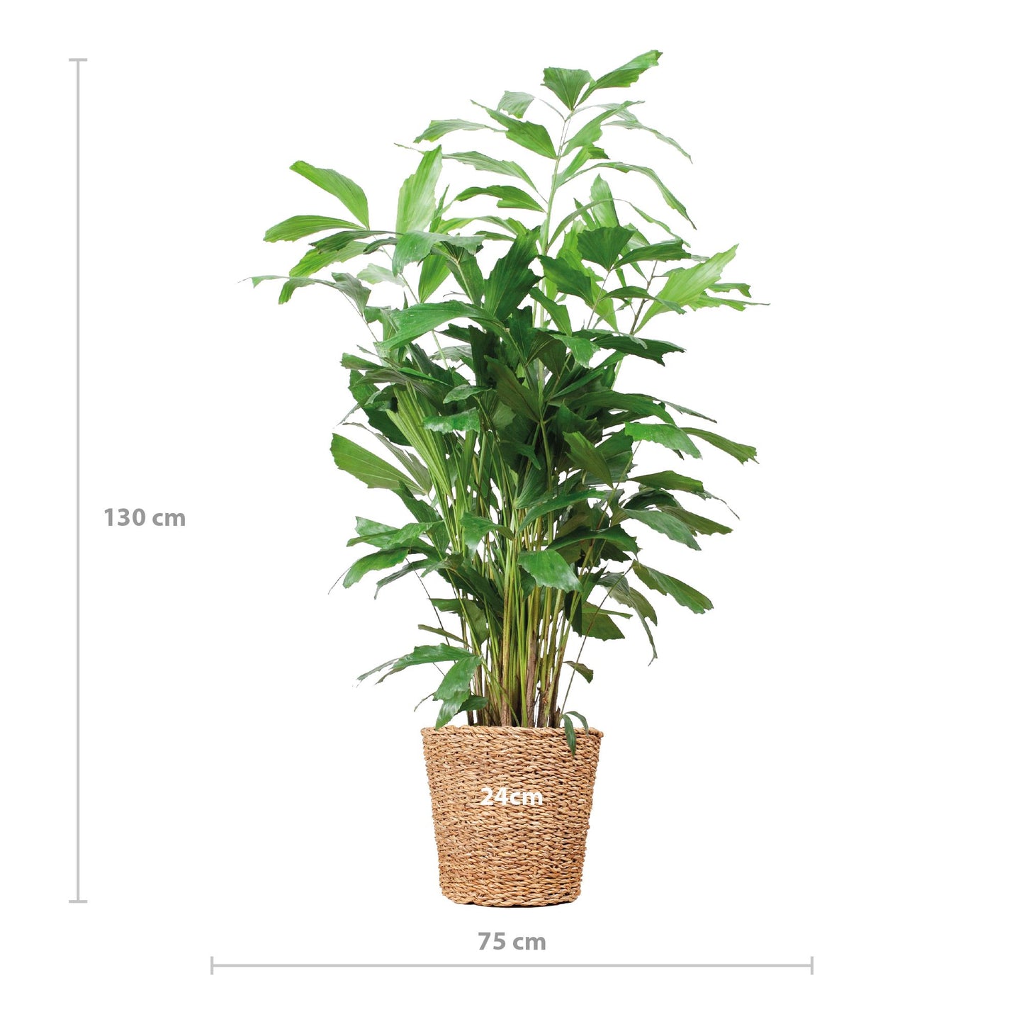 Caryota Mitis XL mit Korb Torun - 130cm - Ø24