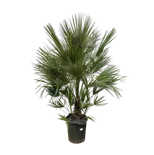 Chamaerops Humilis Strauch - 200 cm - Ø40 cm | Majestätische Zwergpalme für Exotisches Ambiente