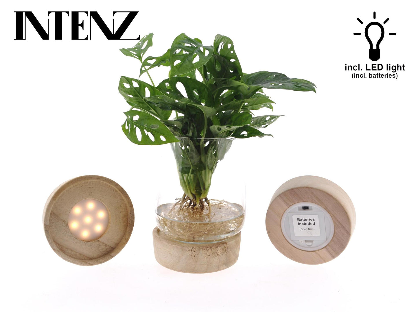 Monstera mit Glas und LED Beleuchtung - Ø12 ↕30