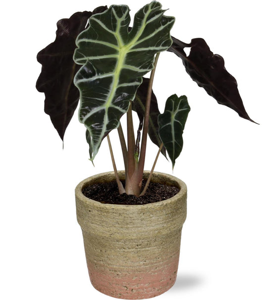 Alocasia Amazonica Polly - Ø12cm - ↕30cm +  Invorno  Topf D13,5x12,5cm - Natürlich