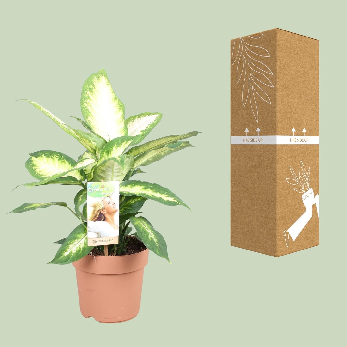 Dieffenbachia Camilla - Ø17cm - ↕45cm