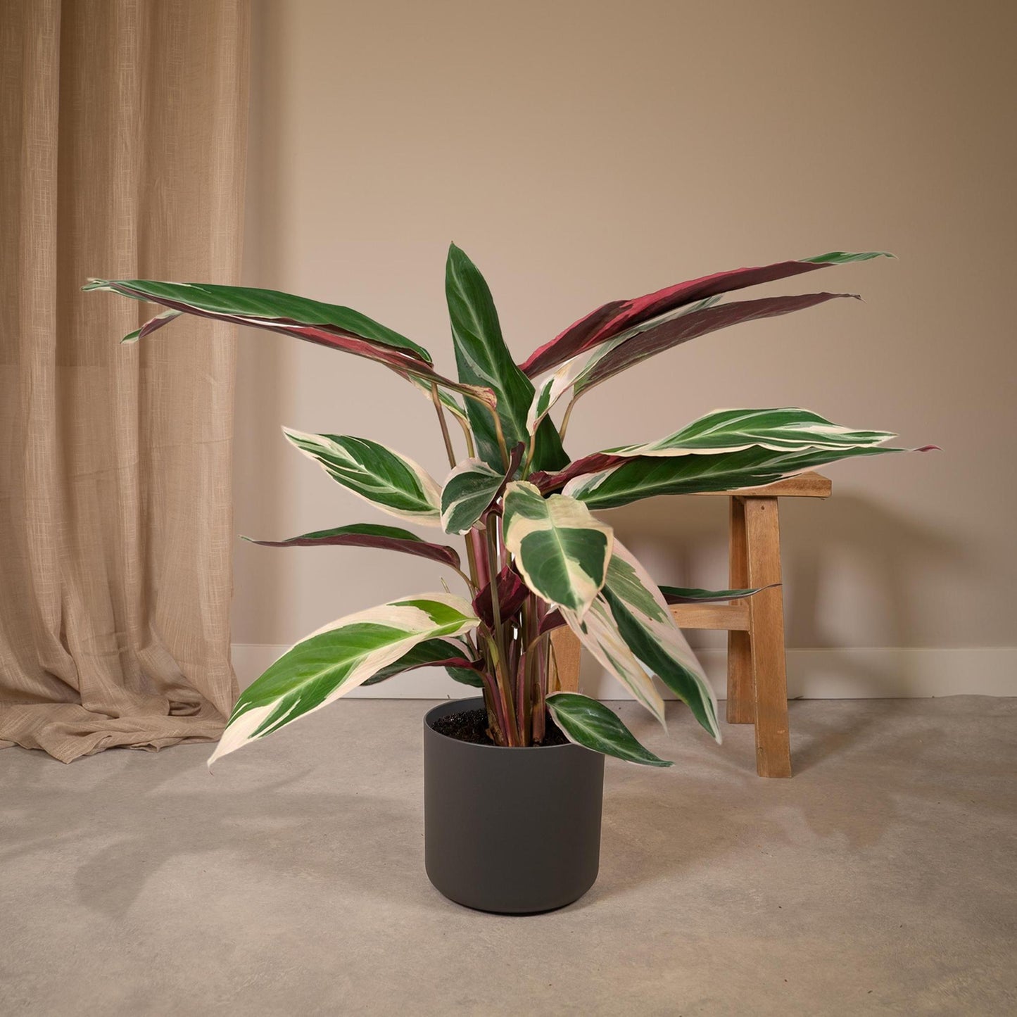 Calathea Triostar - 70cm - Ø19