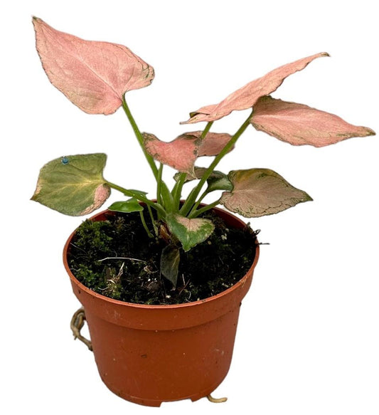 Syngonium Pink Perfection - Ø10,5cm - ↕15cm