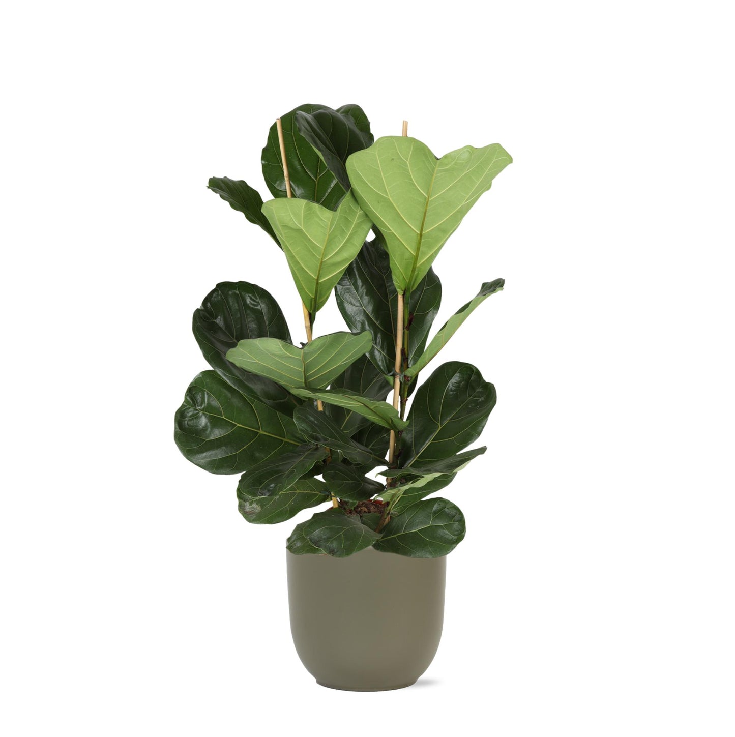 Ficus Lyrata - Ø24cm - ↕120cm in Boule OLIJF pot