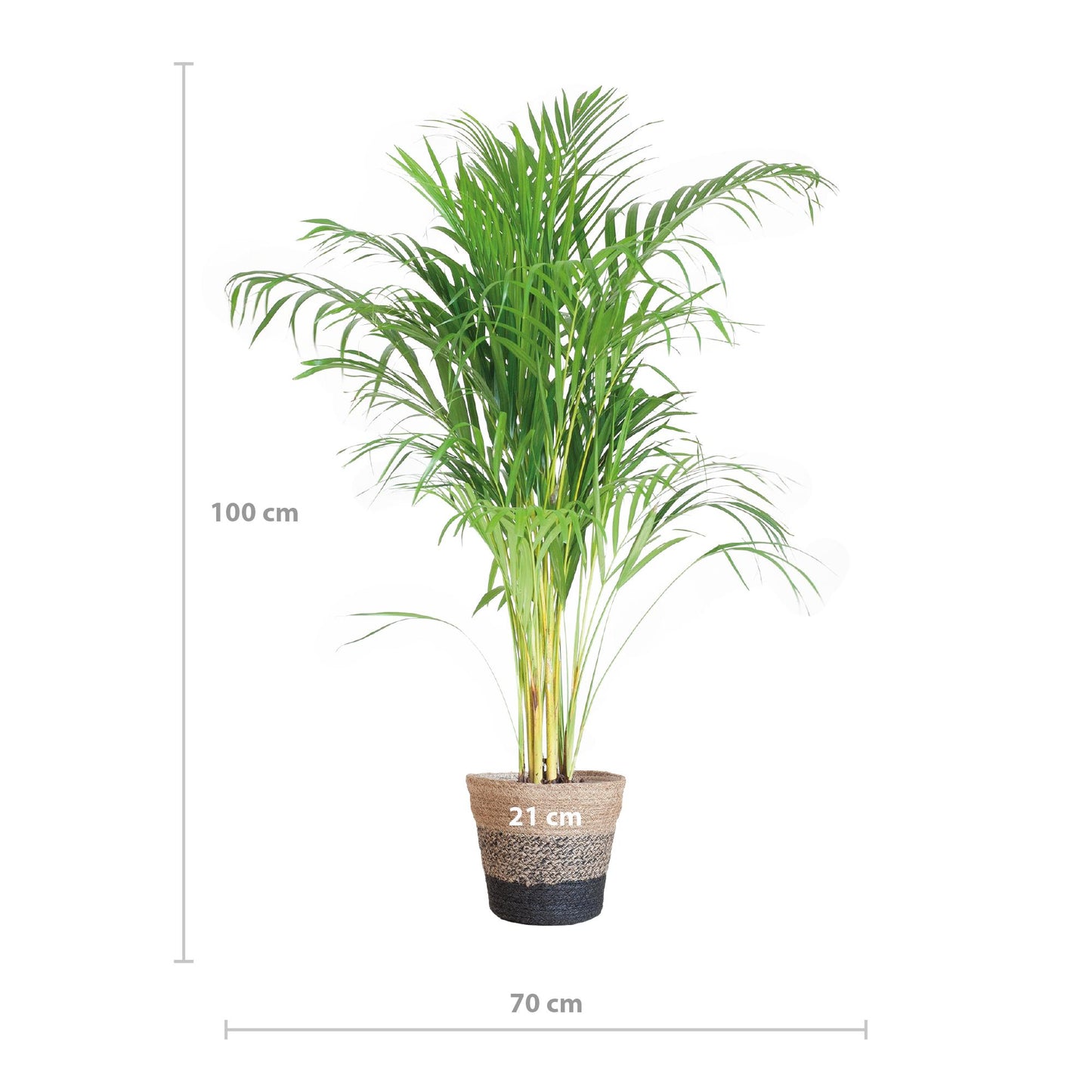 Areca Palme (Dypsis) mit Lissabon-Korb Schwarz - 100cm - Ø21cm