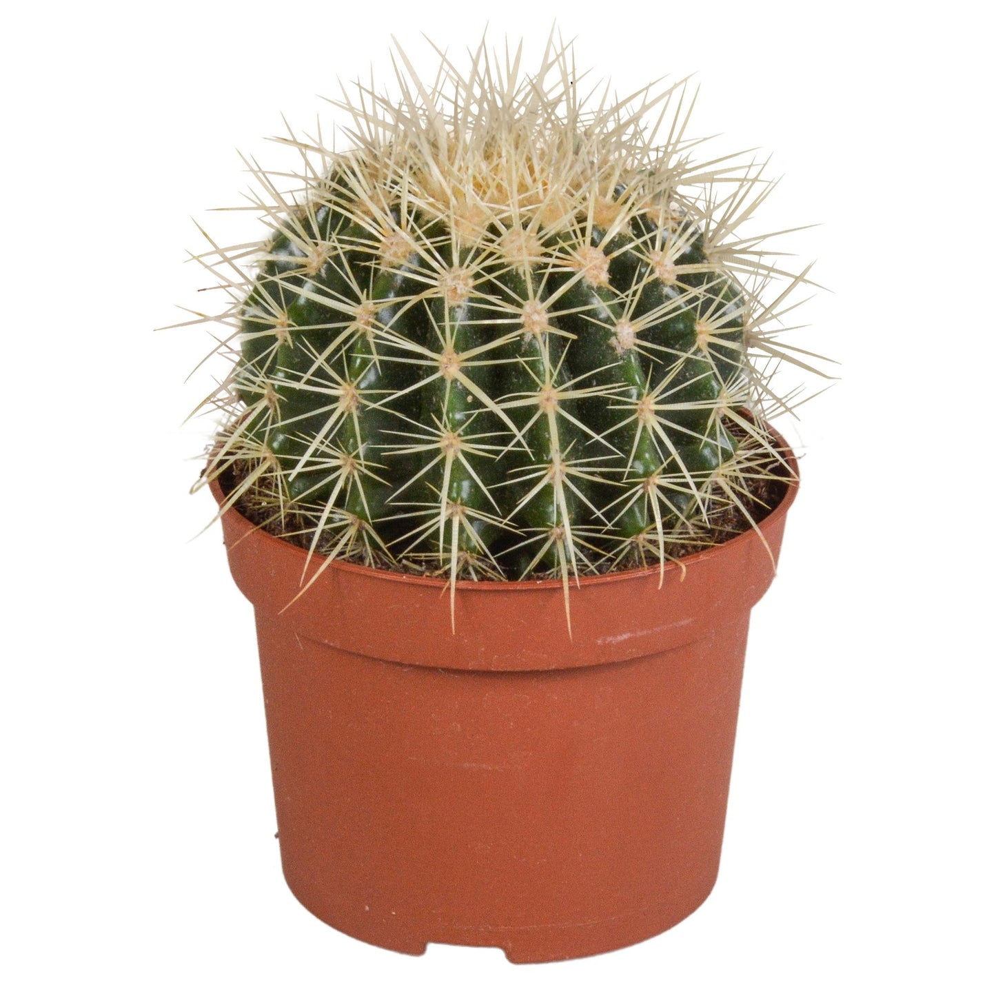 Echinocactus grusonii - 12cm