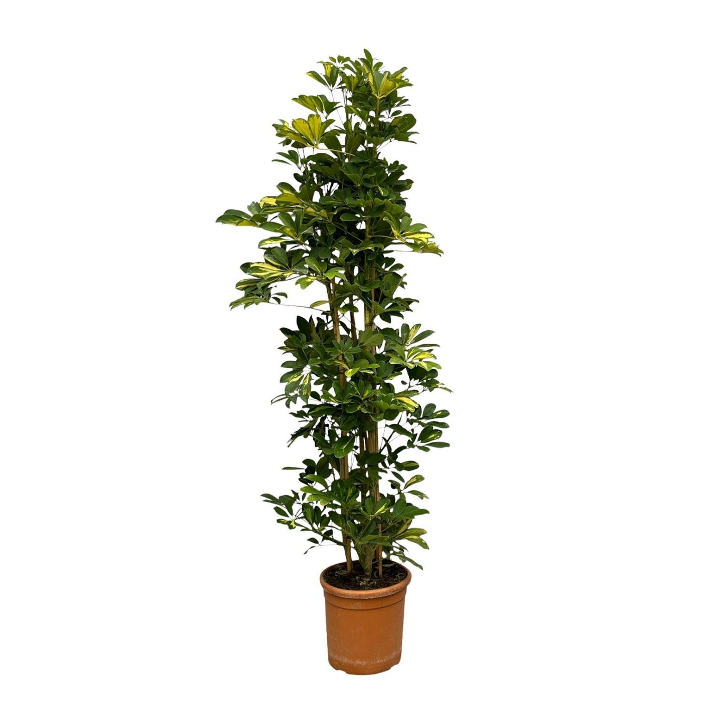 Schefflera Gold Capella Strauch - 160 cm - Ø30cm