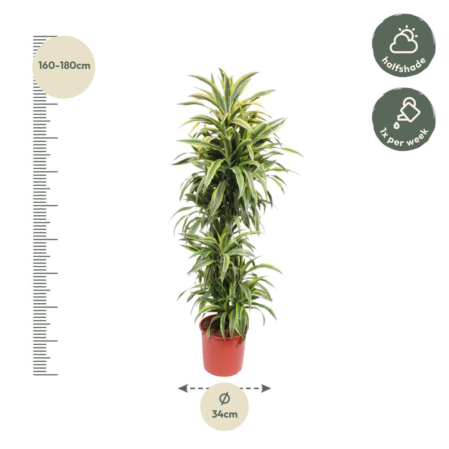 Dracaena Lemon Lime - 170 cm - ø34