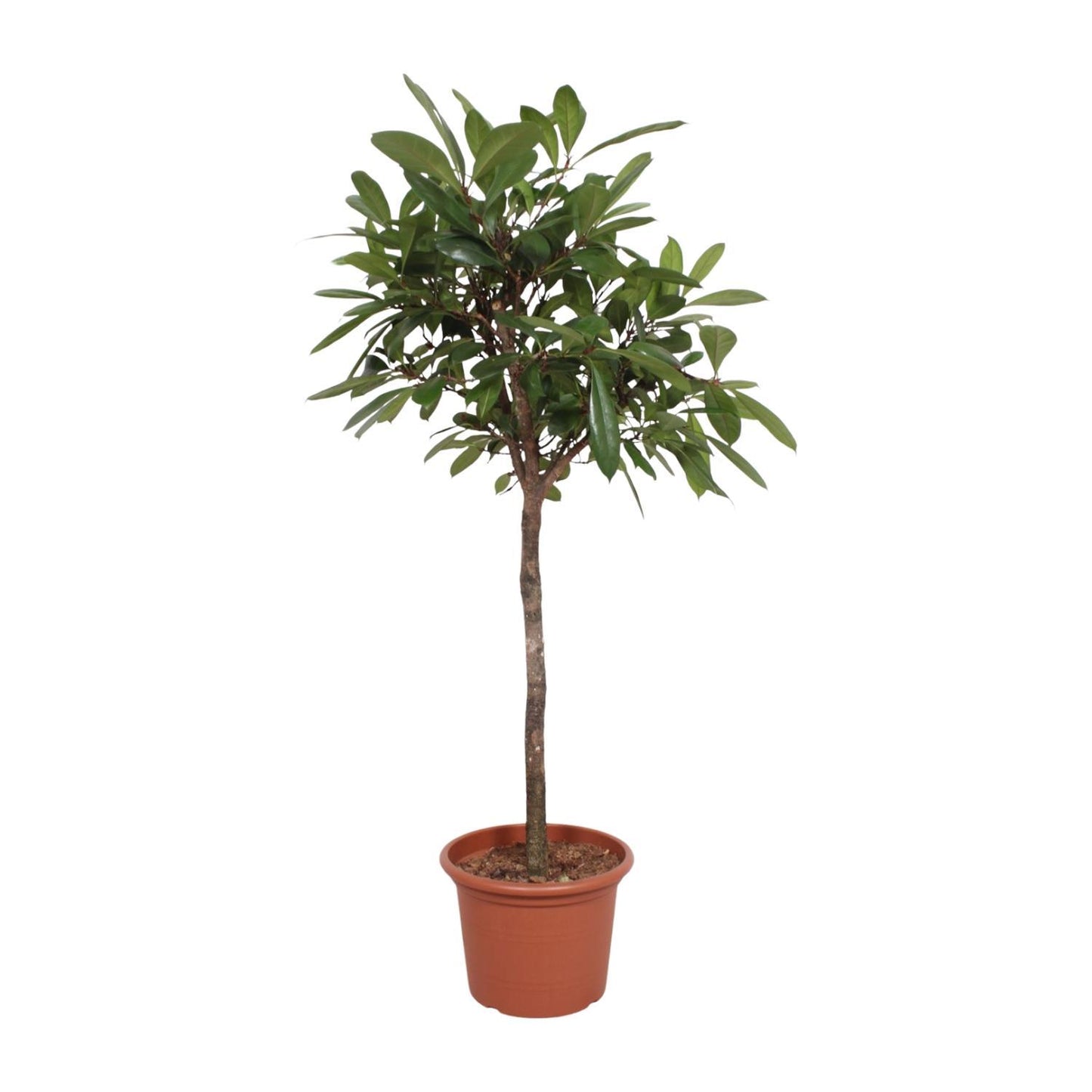 Ficus Cyathistipula-Baum - 180 cm - ø40cm