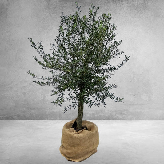 Olea europaea auf Stamm – Eleganter Olivenbaum im 35-Liter-Container (Olive auf Stamm)