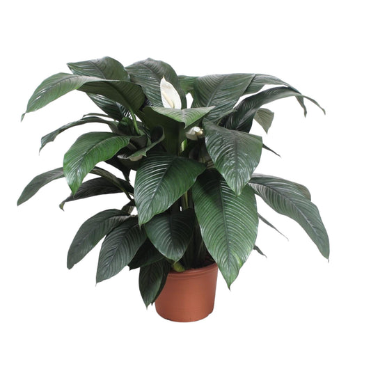 Spathiphyllum Sensation - 140 cm - Ø45 | Majestätische Friedenslilie für große Räume