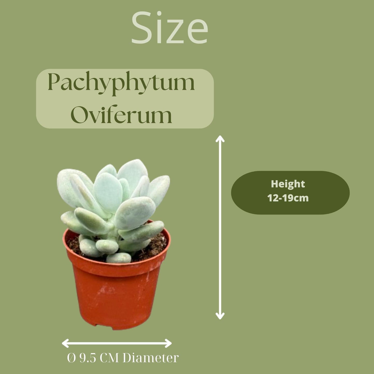 Sukkulenten - Pachyphytum Oviferum - Ø8,5 cm - 12-17 cm Höhe - 3 Stück - Mexiko