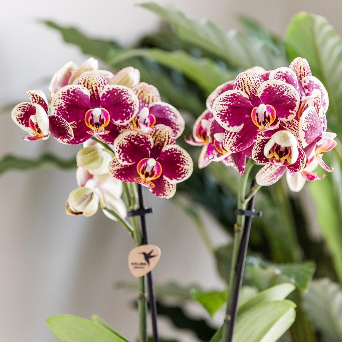 Gelbe rote Phalaenopsis-Orchidee - Spanien - Topfgröße Ø9cm | blühende Zimmerpflanze - frisch vom Züchter