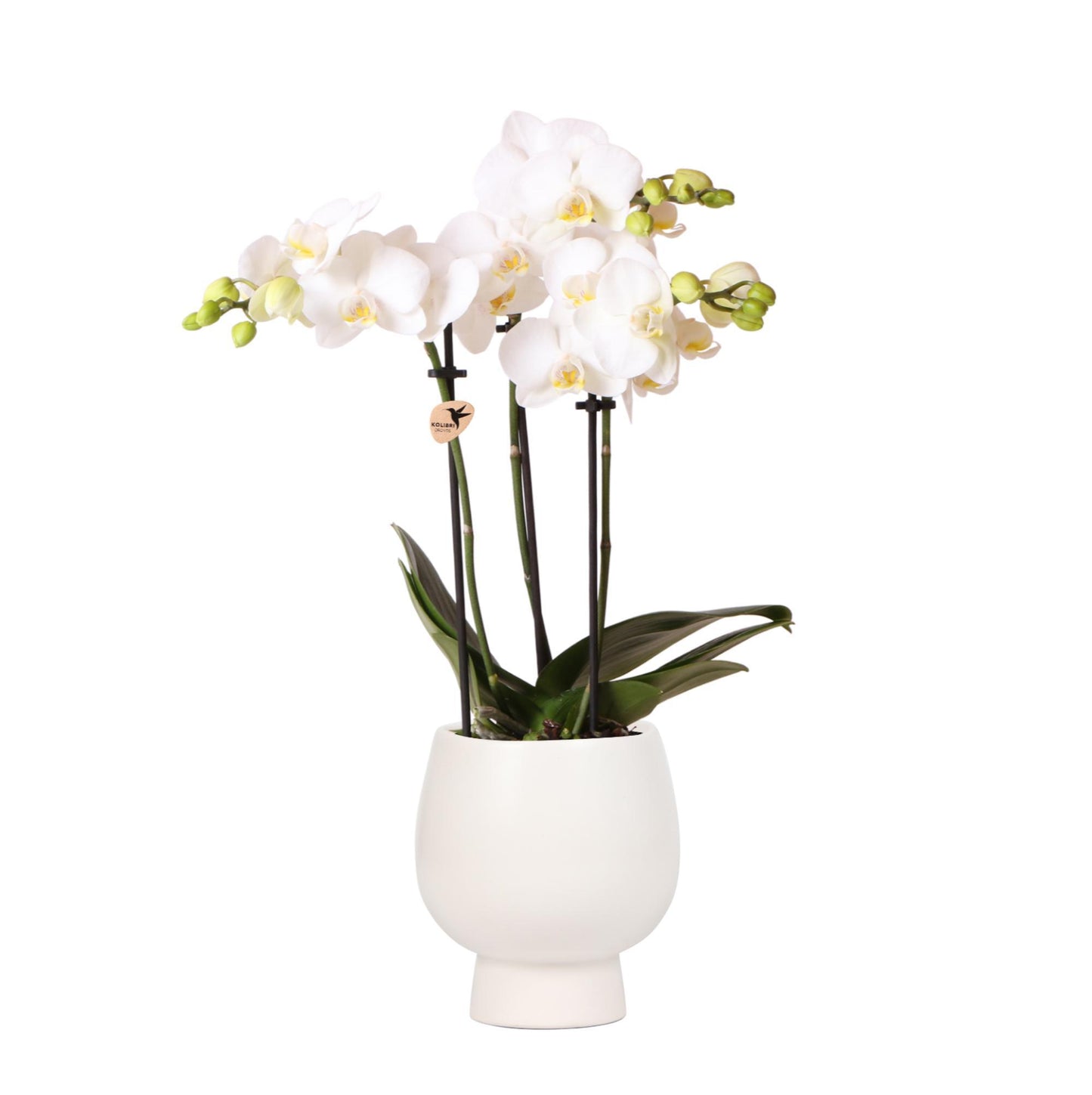 Kolibri Orchids | Weiße Phalaenopsis Orchidee - Amabilis + Scandic Ziertopf weiß - Topfgröße Ø9cm - 45cm hoch | blühende Zimmerpflanze im Blumentopf - frisch vom Züchter