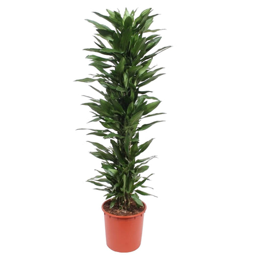 Dracaena Janet Lind - 170 cm - ø34