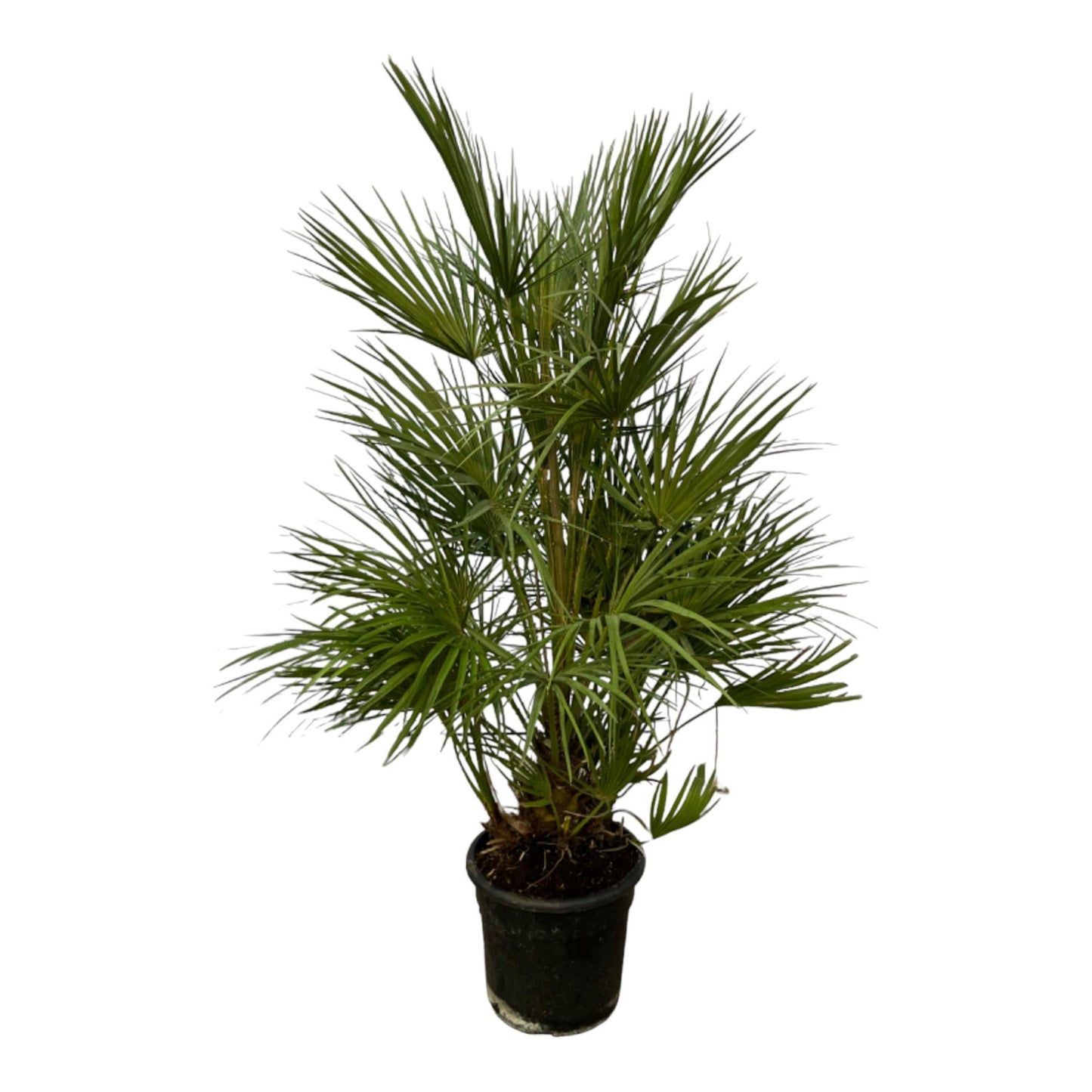 Chamaerops Humilis Strauch - 130 cm - Ø24 cm | Mediterrane Zwergpalme für Tropisches Ambiente