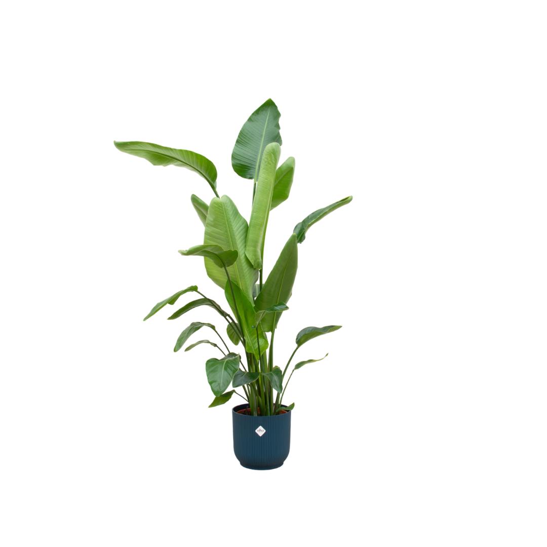 Strelitzia Nicolai inclusief elho Vibes Fold Round blauw - 160cm - Ø30