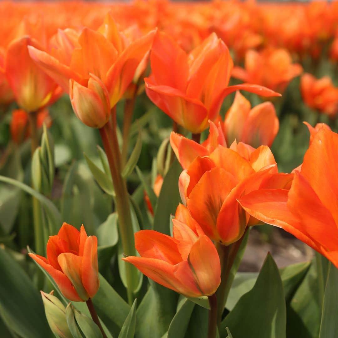 Flowerbulbs Amsterdam Dutch Tulip Mix - Luxusbox mittel, 40 Premium Tulpenzwiebeln, Größe 12+