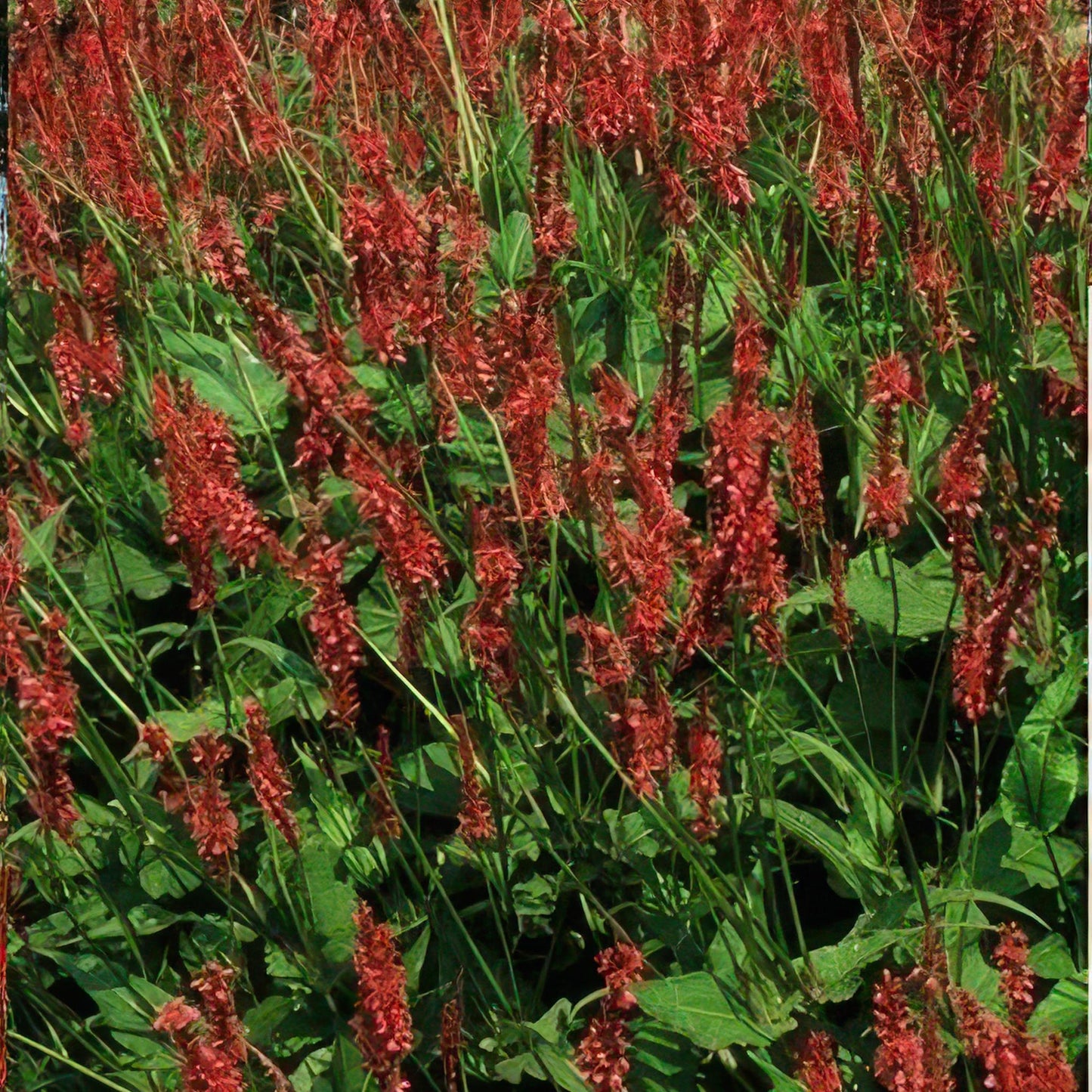 Persicaria amplexicaulis - ↕25cm - Ø9cm  - 20x