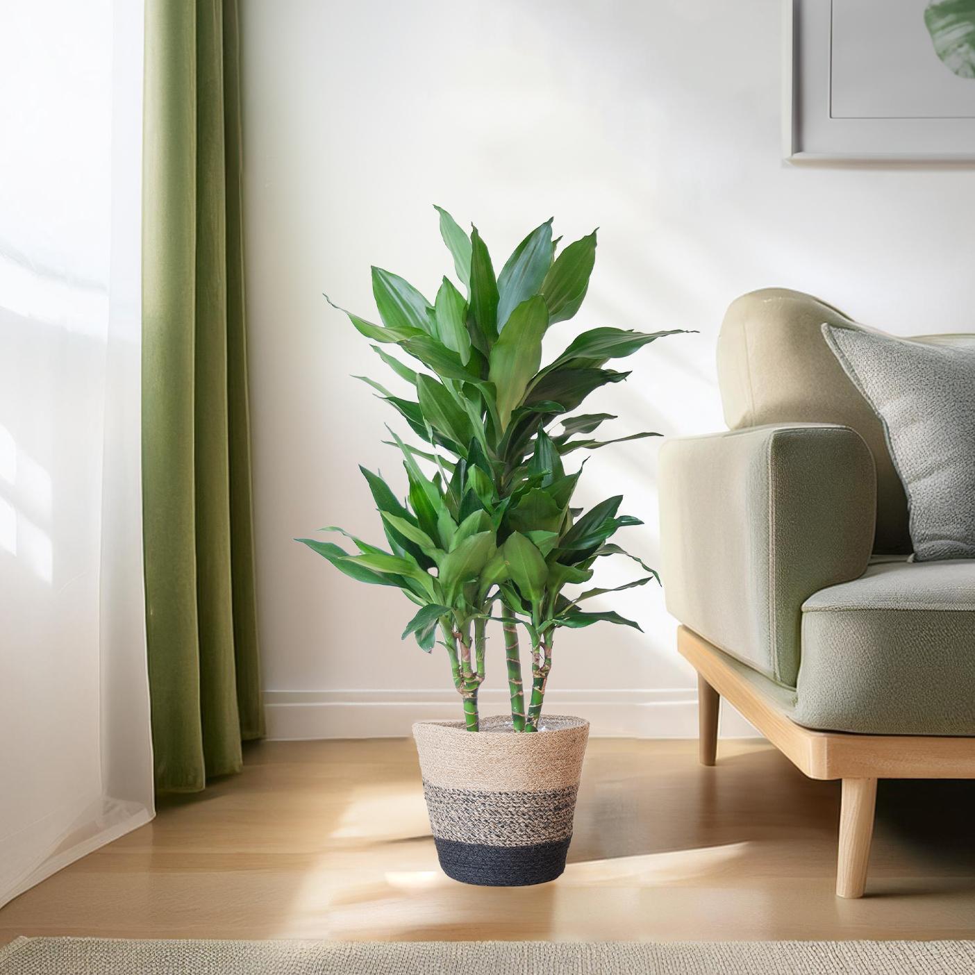 Dracaena  Janet Lindt mit Pflanzkorb Lissabon Schwarz - 95cm - Ø21