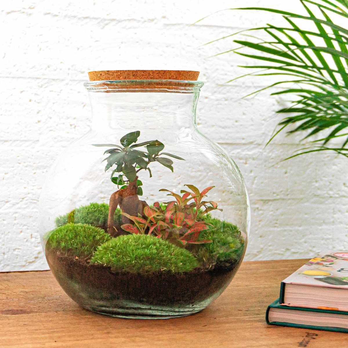 Terrarium - Teddy Bonsai - 26,5 cm